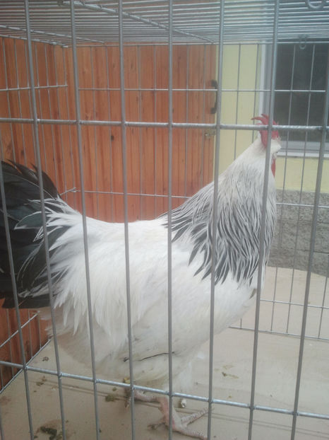 2018-01-13 14.12.03 - Sussex