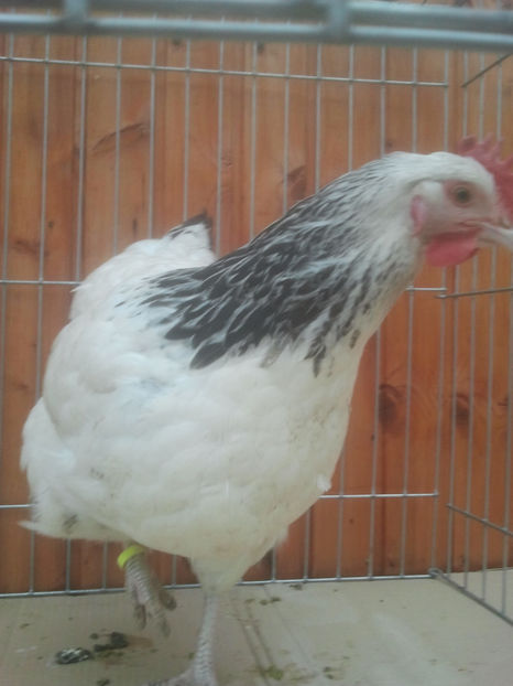 2018-01-13 14.13.50 - Sussex