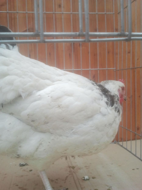 2018-01-13 14.15.01 - Sussex