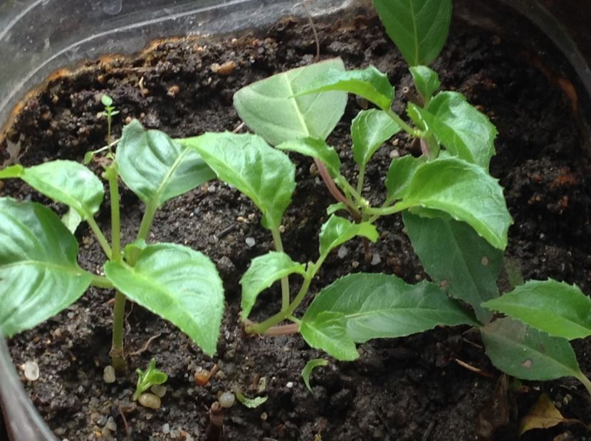  - Tăiere de igienizare fucsia