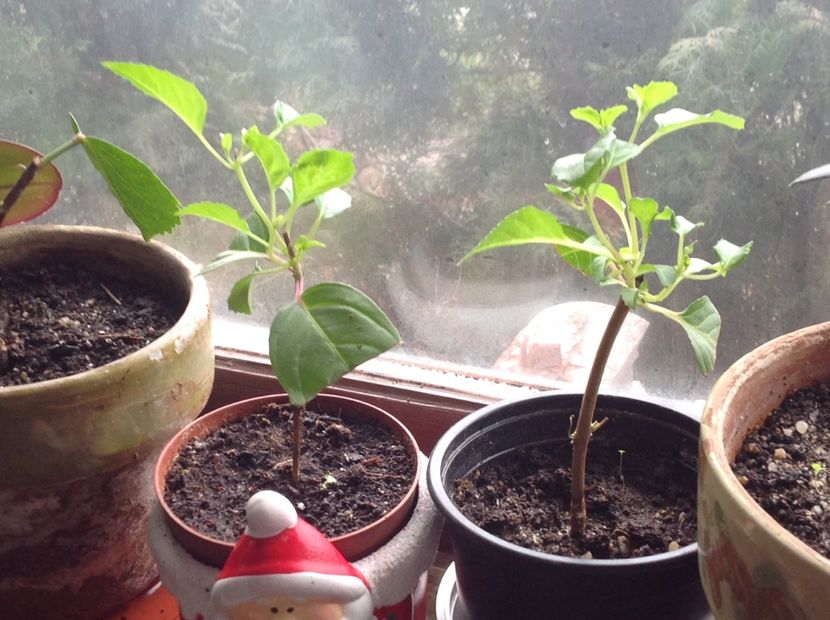 Butasi înrădăcinat in apa - Tăiere de igienizare fucsia