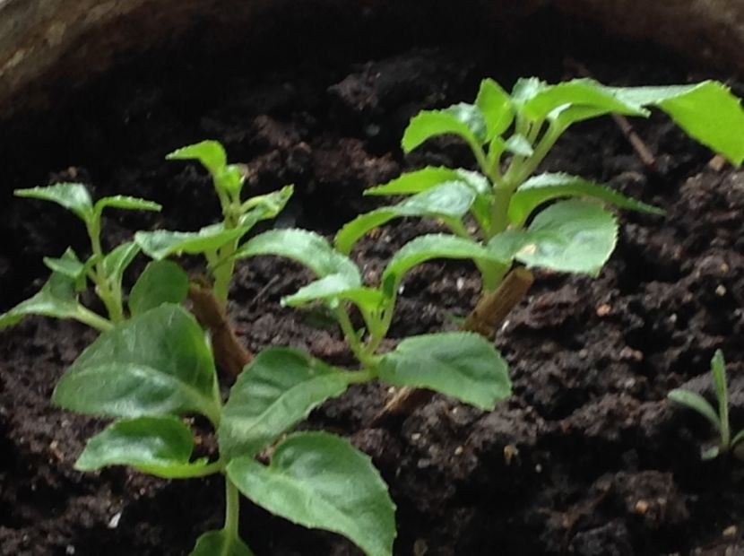 Grande Avignon - Tăiere de igienizare fucsia