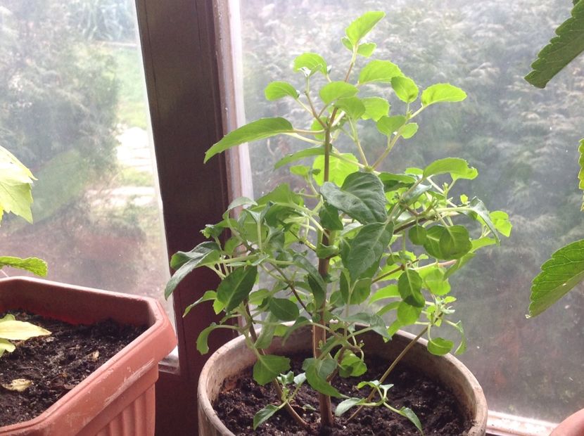 Blue Sarah - Tăiere de igienizare fucsia