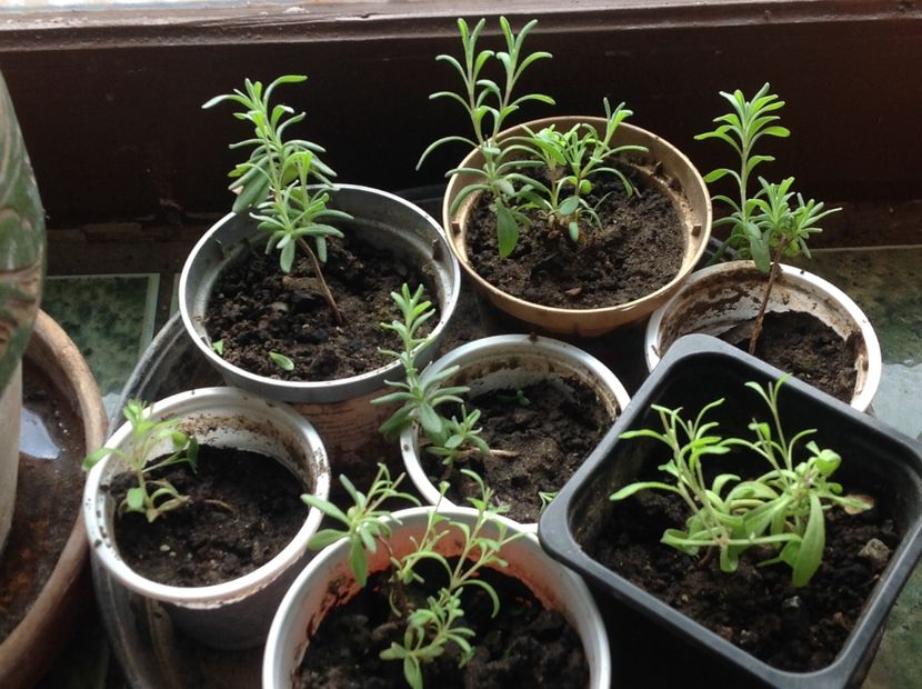  - Butasii de lavanda ciupiți
