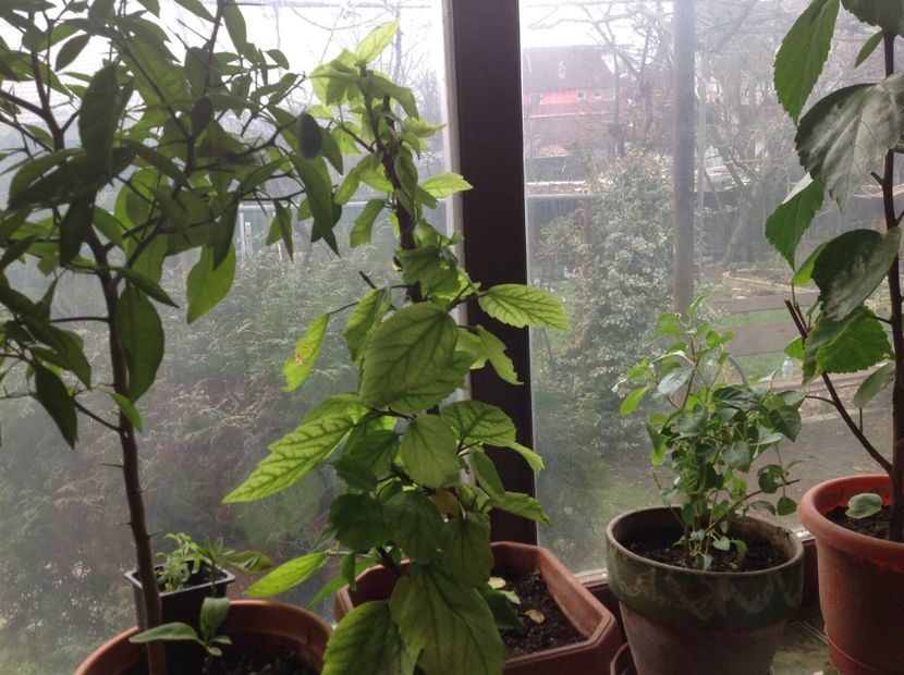  - Japonezul galben si Pasiflora