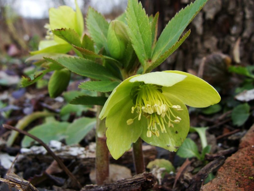 Primul helleborus( spânz) înflorit - din flora spontană - Ianuarie 2018 - Februarie 2018