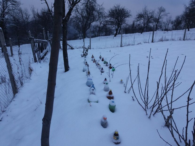  - COLȚUL meu de GRĂDINĂ