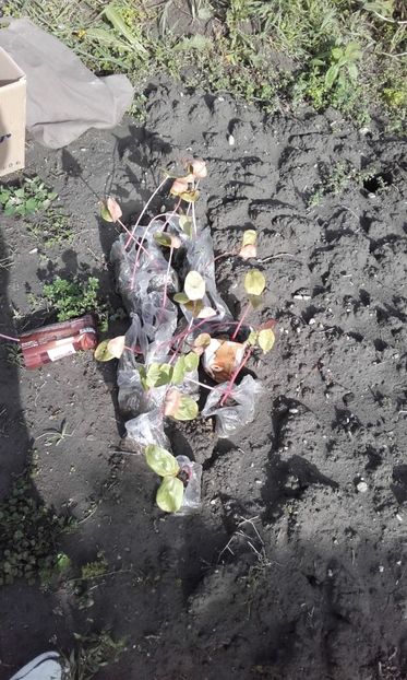  - 3 Plantarea rasadului