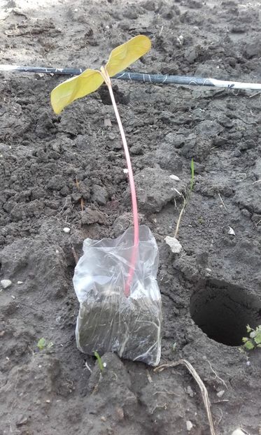  - 3 Plantarea rasadului