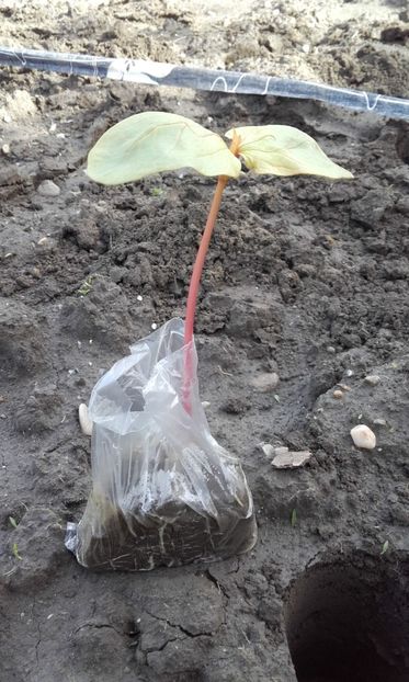  - 3 Plantarea rasadului