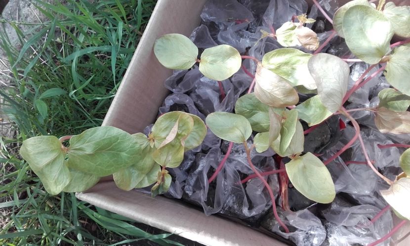  - 3 Plantarea rasadului