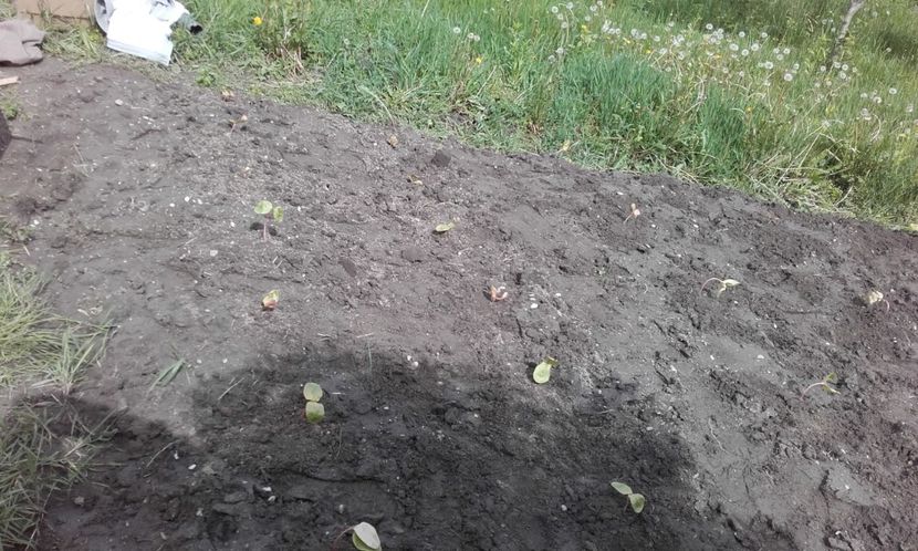  - 3 Plantarea rasadului