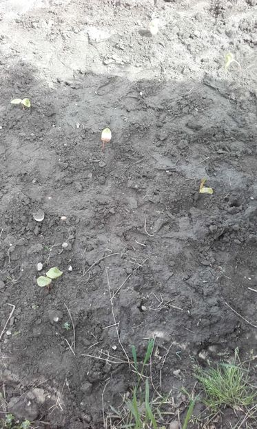  - 3 Plantarea rasadului