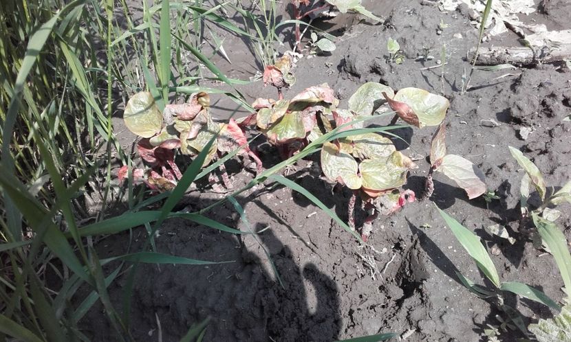  - 3 Plantarea rasadului