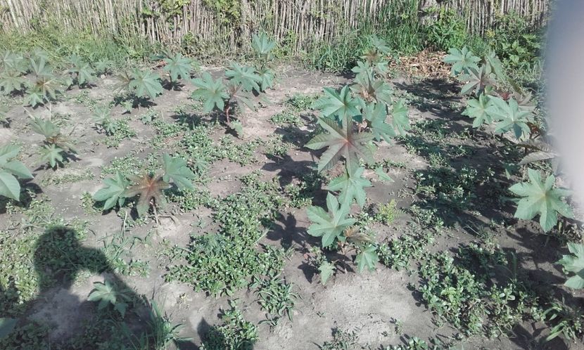  - 4 Evolutia ricinului