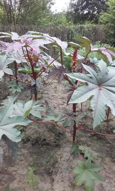  - 4 Evolutia ricinului