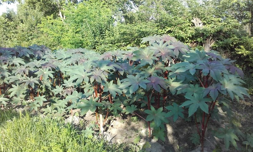  - 4 Evolutia ricinului