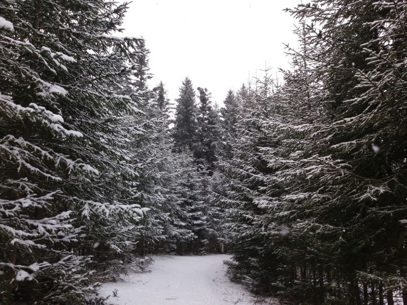  - A c a s a   e locul unde ti-e inima