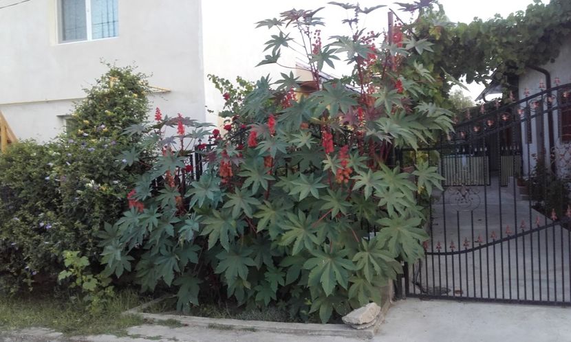  - 6 Ricinul ca planta ornamentala