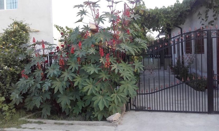  - 6 Ricinul ca planta ornamentala