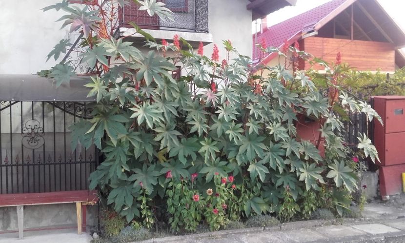  - 6 Ricinul ca planta ornamentala