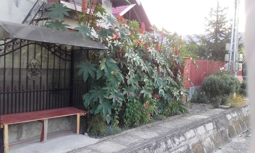  - 6 Ricinul ca planta ornamentala