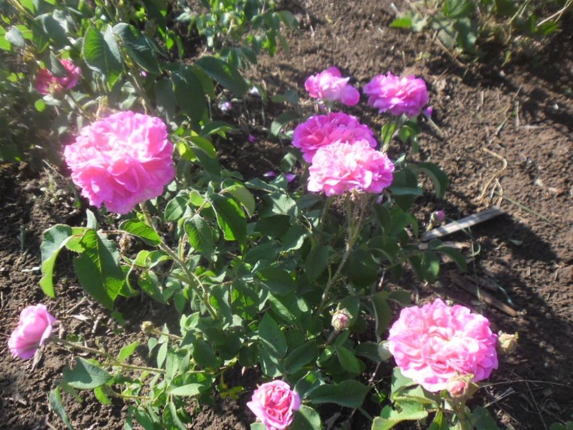 Butasi trandafir Rosa Damascena 2 - 000 DE VANZARE 2018
