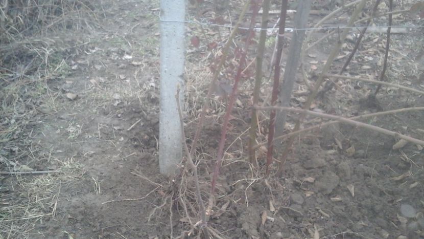 Butasi mur Thornfree anul II 2 - 000 DE VANZARE 2018