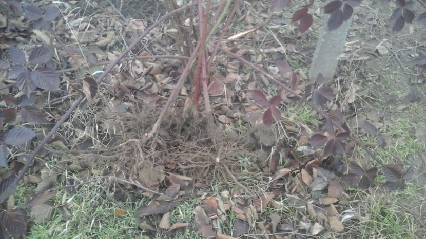 Butasi mur Thornfree anul II - 000 DE VANZARE 2018