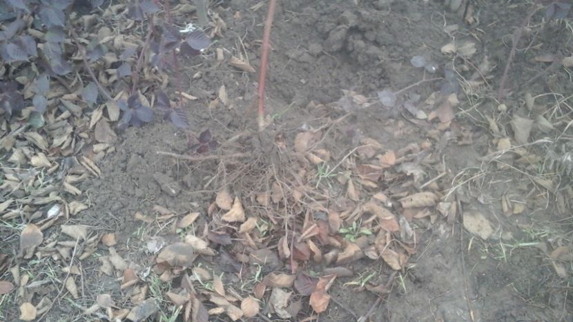 Butasi mur Thornfree anul II 1 - 000 DE VANZARE 2018