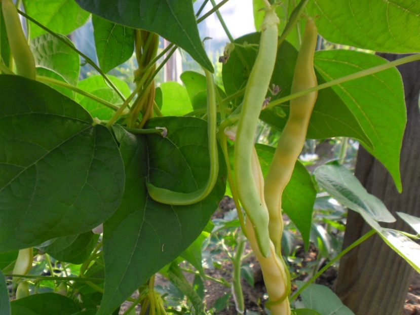 Fasole Aurie de Bacau - 000 DE VANZARE 2018