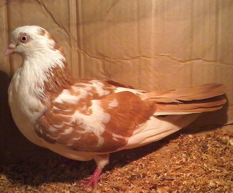 Din moriscari tari - A 1 florii moriscari