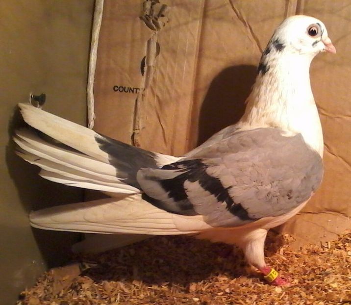  - galateni pe albastru moriscari