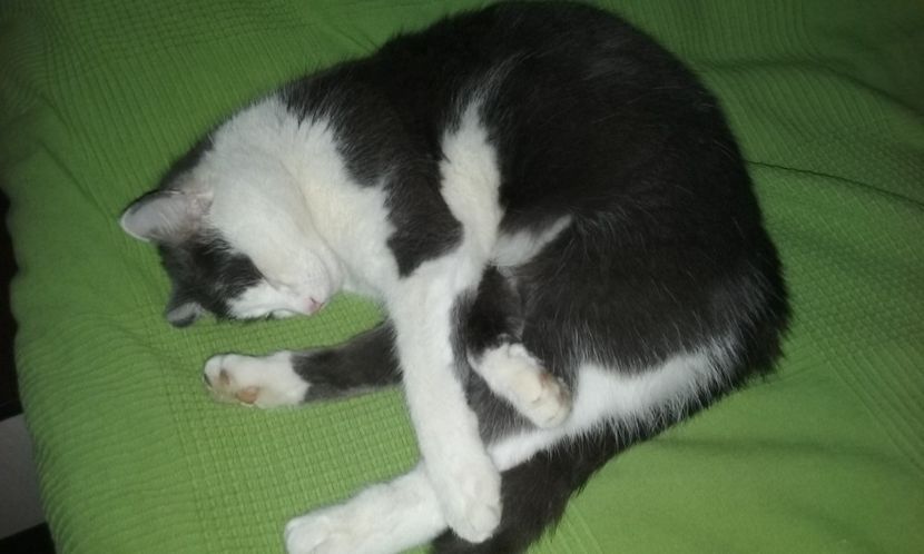 - AMIRA si fratii sai blanosi