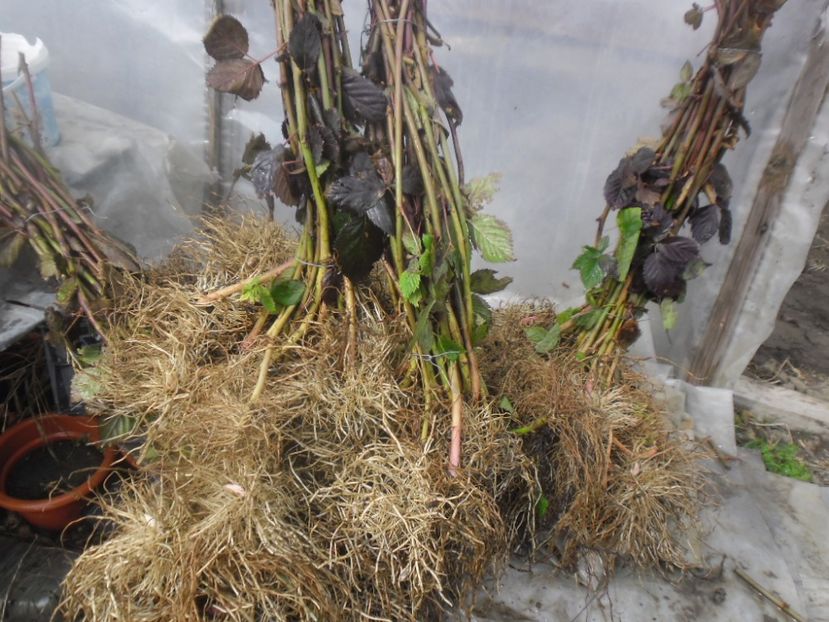 Butasi mur Thornfree anul I - 000 DE VANZARE 2018