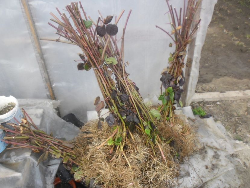 Butasi mur Thornfree anul I 1 - 000 DE VANZARE 2018