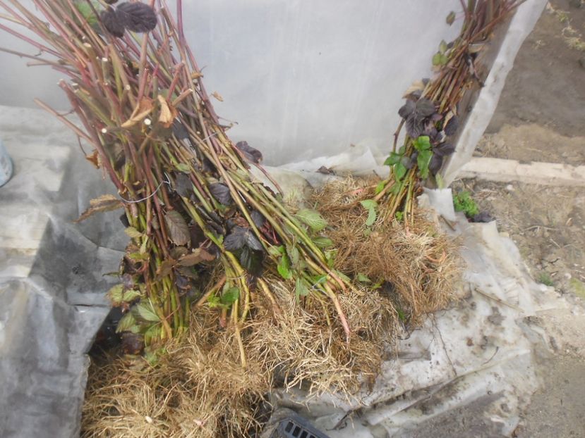 Butasi mur Thornfree anul I 2 - 000 DE VANZARE 2018