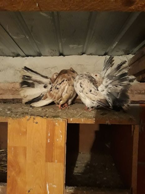 Perechea 2 - Pave capacite