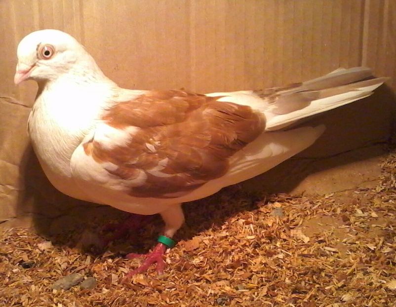 Moriscar 2016 - galateni pe galben rosu moriscari