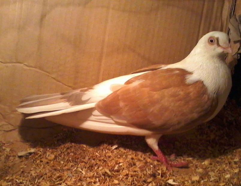  - galateni pe galben rosu moriscari