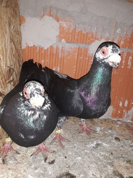 Perechea 21 - Berberi