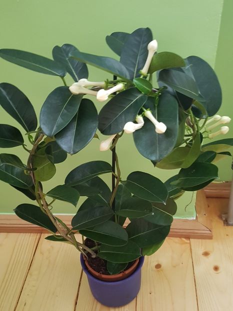 Stephanotis floribunda sau iasomia de Madagascar - Alte plante de interior