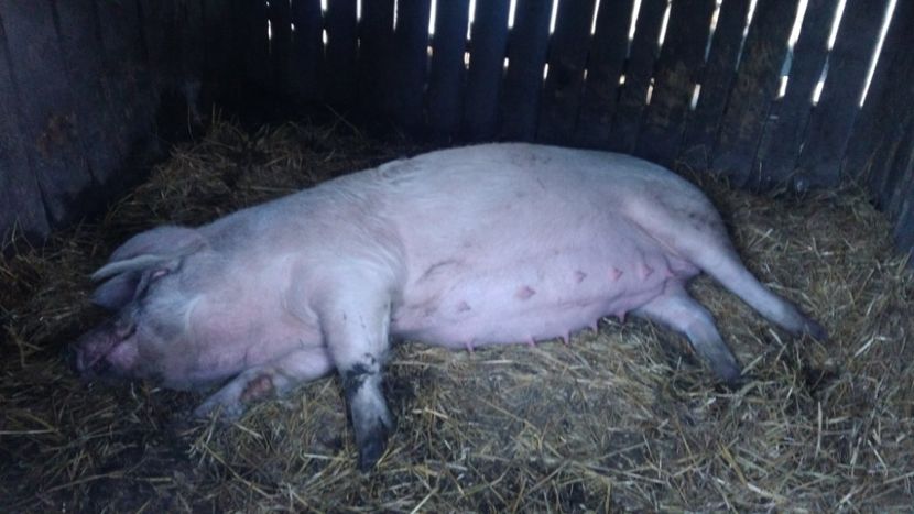 asteptam bebelusi - Gospodarie