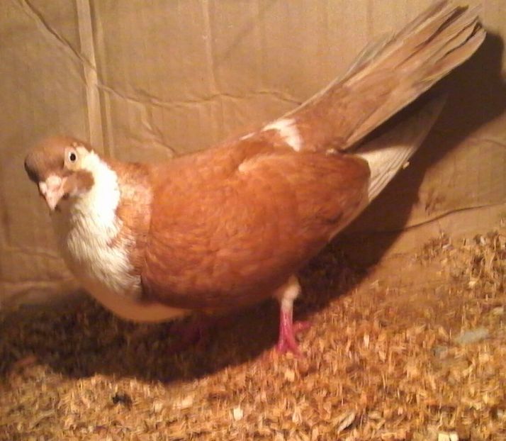 2017 - galateni pe galben rosu moriscari