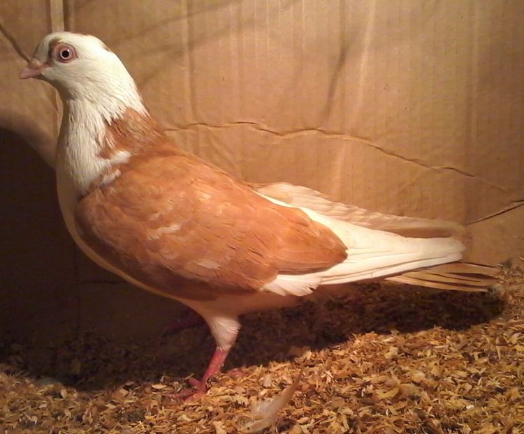 Moriscara tare - galateni pe galben rosu moriscari