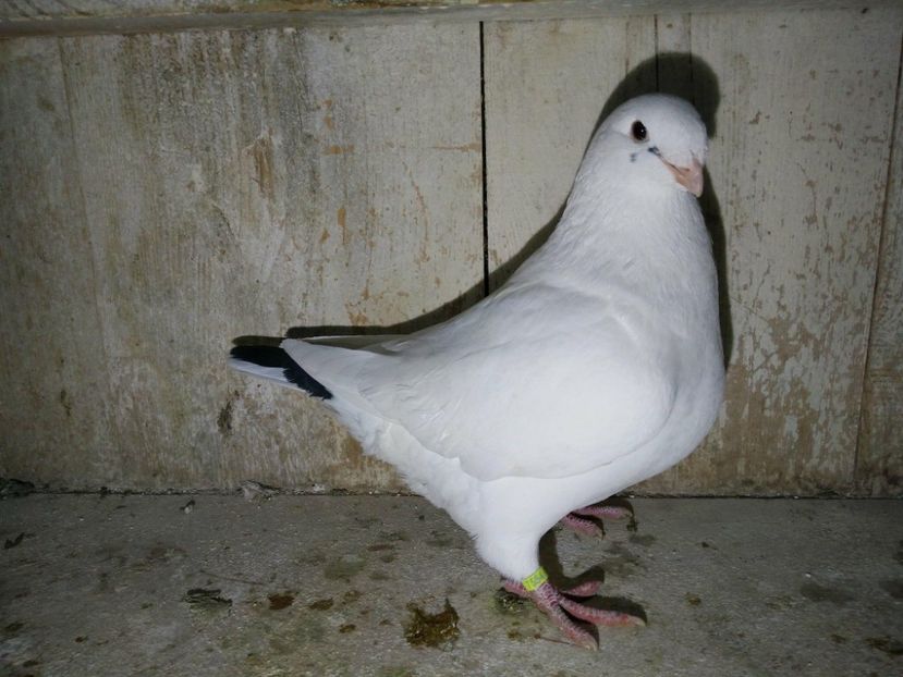 26829877_2071561293130602_1048898800_o - VANDUTI