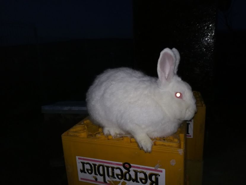  - Iepuri