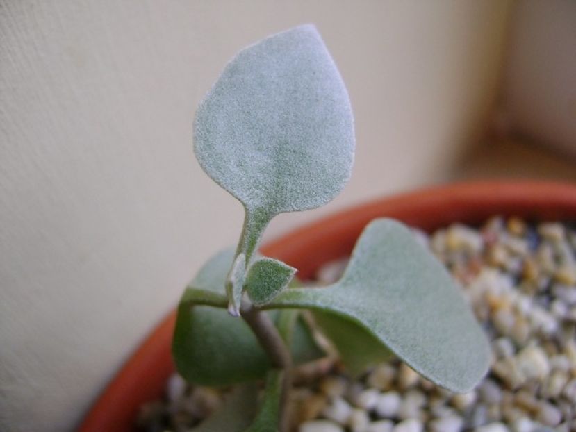 Kalanchoe bracteata - Suculente 2017