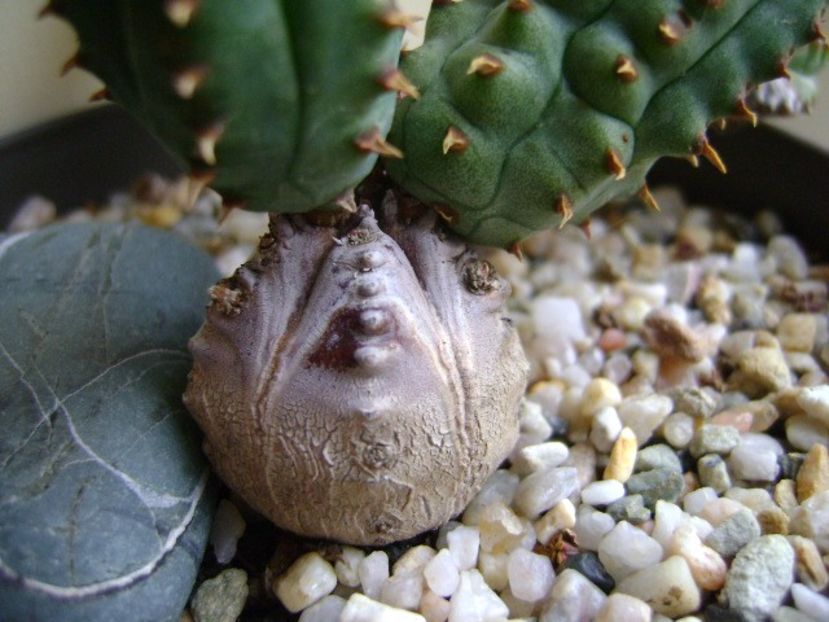 Euphorbia tubiglans - Caudiciforme si bulbi 2017