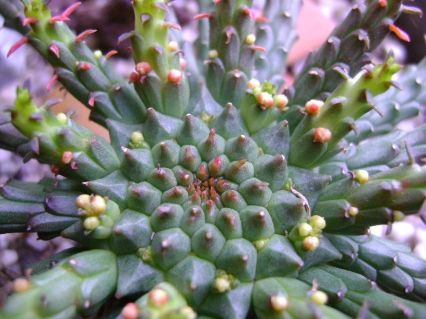 Euphorbia flanaganii - Suculente 2017
